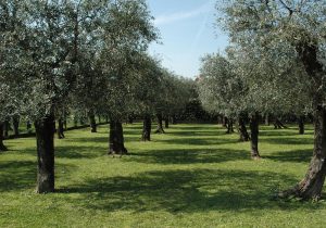 davines-iniziativa-1000-1